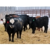 Image 3 : Raymore Farming Co. - 519# December Weaned Steers - 64 Head (Raymore, SK)