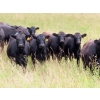 Image 1 : Taylor Enterprises Inc. - 875# September Grass Heifers - 210 Head (Wawota, SK)
