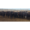 Image 9 : M.S. MacLean Livestock - 1020# March Delivery Steers - 80 Head (Coaldale, AB)