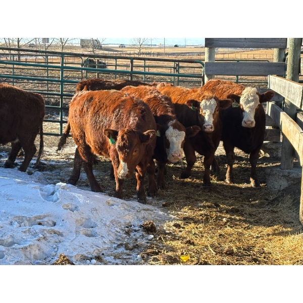 Fox Cattle Co. - 7 Bred Heifers (Pen 508)