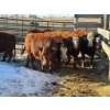 Image 1 : Fox Cattle Co. - 7 Bred Heifers (Pen 508)