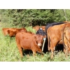 Image 5 : Bohnet Ranch - 675# November Delivery Steer Calves - 60 Head (Savona, BC)