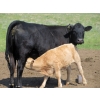 10  Circus Coulee Cattle  550 November Delivery Steer Calves  100 Head (Dorothy, AB) 