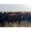 Image 4 : Triangle D Land & Cattle Co. - 825# September Delivery Grass Steers - 70 Head (Hanley, SK)