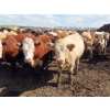 Image 5 : KC Hay & Straw - 985# September Delivery Heifers - 120 Head (Mossbank, SK)