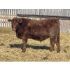 Image 9 : Knievel Farms - 825# March Delivery Steers - 70 Head (Trochu, AB)