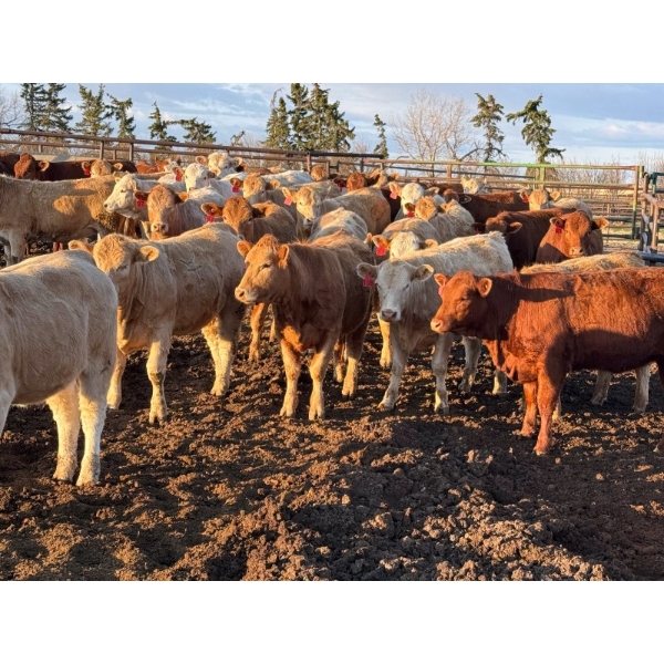 Carter Morison - 1075# July Delivery Grass Heifers - 58 Head (Airdrie, AB)