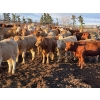 Image 1 : Carter Morison - 1075# July Delivery Grass Heifers - 58 Head (Airdrie, AB)