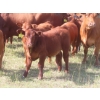 Image 6 : Hebert Livestock Ventures - 760# February Delivery Weaned Steers - 240 Head (Wawota, SK) VBP+