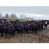 Image 2 : Amber Mountain Farms - 850# March Delivery Heifers - 200 Head (Fincastle, AB)