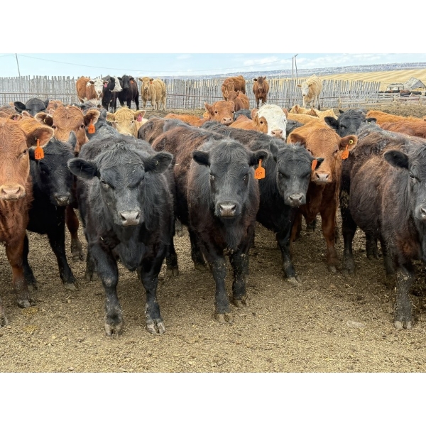 Lamb Cattle Co. - 950# Sept/Oct Delivery Grass Heifers - 390 Head (Drake, AB)