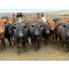 Image 1 : Lamb Cattle Co. - 950# Sept/Oct Delivery Grass Heifers - 390 Head (Drake, AB)