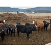 Image 4 : Guichon Creek Ranch - 630# April Delivery Steers - 94 Head (Westwold, BC)