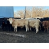 Image 5 : Poplarview Stock Farm - 1050# November Delivery Grass Steers - 116 Head (Pipestone, MB)