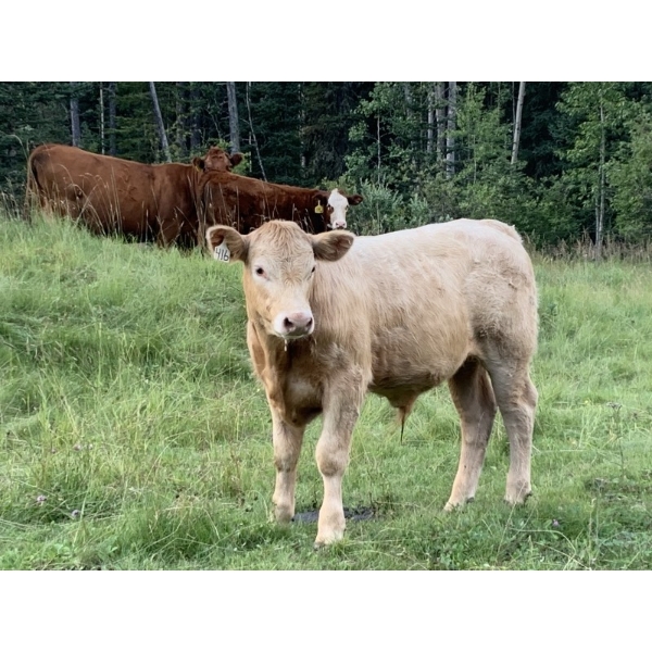 Regehr Land & Cattle - 620# November Delivery Steer Calves - 65 Head (Linden, AB) VBP+