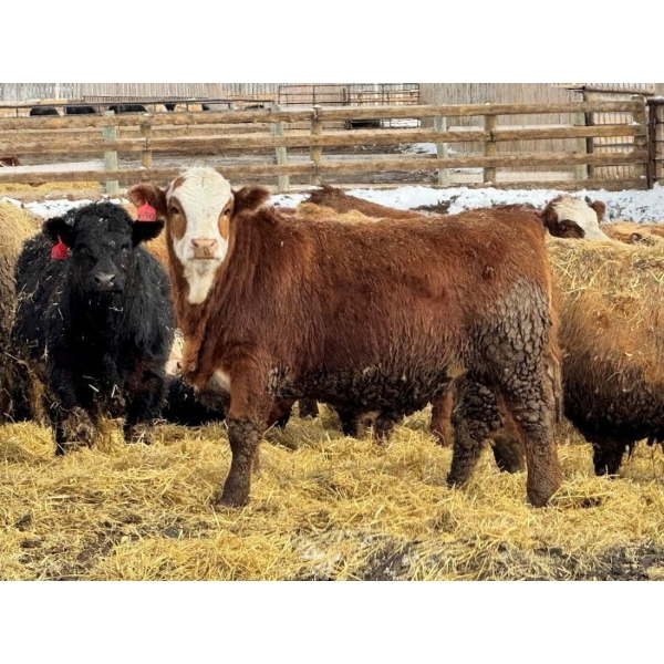 Birch Island Land & Cattle - 1025# April Delivery Steers - 57 Head (Rhein, SK)
