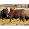 Image 1 : Birch Island Land & Cattle - 1025# April Delivery Steers - 57 Head (Rhein, SK)