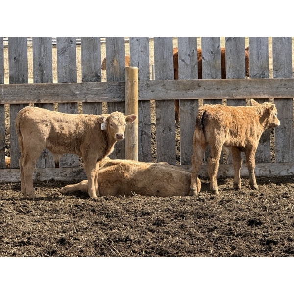 Bar 33 Ranch - 620# October Delivery Steer Calves - 100 Head (Strathmore, AB)