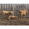 Image 2 : Bar 33 Ranch - 600# October Delivery Heifer Calves - 105 Head (Strathmore, AB)