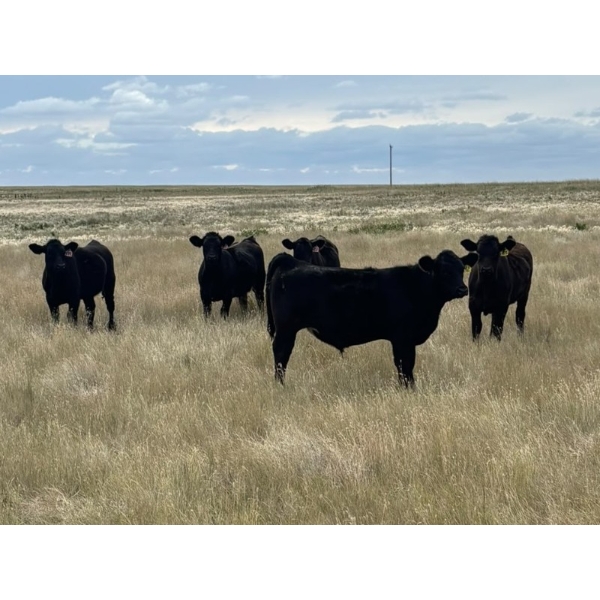 Kevlon Land & Cattle - 720# October Delivery Steer Calves - 58 Head (Taber, AB)