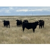 Image 1 : Kevlon Land & Cattle - 630# October Delivery Heifer Calves - 32 Head (Taber, AB)