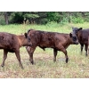 Image 2 : Beaver Ranch - 540# October Delivery Steer Calves - 220 Head (Quilchena, BC)