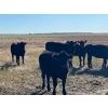 Image 5 : Triangle D Land & Cattle Co. - 775# October Delivery Grass Heifers - 28 Head (Hanley, SK)
