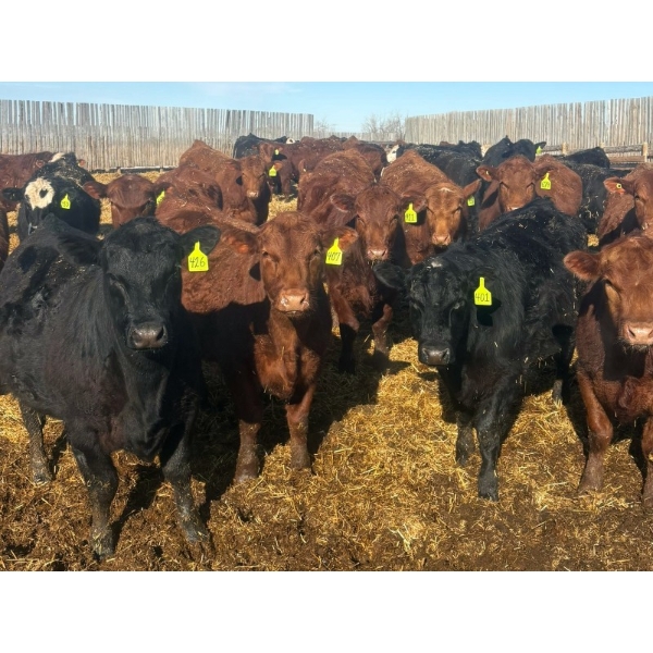 Van Hall Cattle Co. - 1000# April Delivery Steers - 180 Head (Scandia, AB)