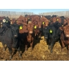 Image 1 : Van Hall Cattle Co. - 1000# April Delivery Steers - 180 Head (Scandia, AB)