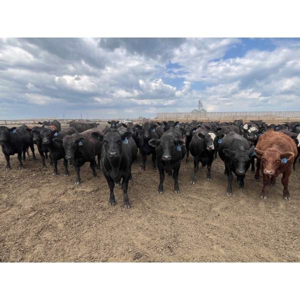 Babcock Livestock - 980# August Delivery Heifers - 288 Head (Czar, AB)