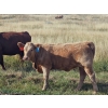 Image 5 : Bruce & Derek Christensen - 665# Heifer Calves - 85 Head (Rainier, AB)