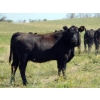 Image 5 : Rafter C Cattle Co. - 790# September Delivery Grass Heifers - 60 Head (Lafleche, SK)