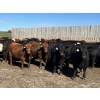 Image 2 : Hillsvale Farming Co. Ltd. - 40 Angus/Angus X Fed Steers (Cut Knife, SK)