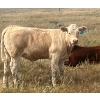 Image 25 : Blaine & Sue Hudec - 615# November Delivery Steer Calves - 80 Head (Jenner, AB)