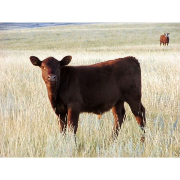 Ed & Connie Gammie - 490# Steer Calves - 125 Head (Handhills, AB)