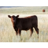 Ed & Connie Gammie - 490# Steer Calves - 125 Head (Handhills, AB)