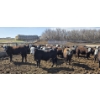 Image 7 : Bircham Ranch - 930# May Delivery Steers - 90 Head (Piapot, SK)