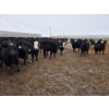 Image 2 : Ripple Rock Ranch - 820# January Delivery Steers - 260 Head (Fincastle, AB)