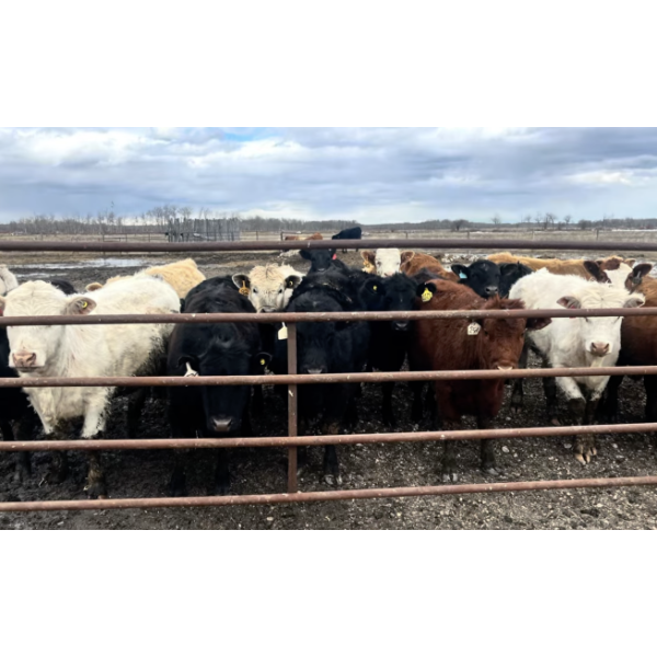 3 Bar Land & Cattle - 770# May Delivery Heifers - 308 Head (Ste. Rose, MB)