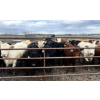 Image 1 : 3 Bar Land & Cattle - 770# May Delivery Heifers - 308 Head (Ste. Rose, MB)