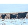 Image 1 : Steven & Janet Yule - 510# December Delivery Steer Calves - 85 Head (Gleichen, AB)
