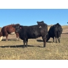 Image 12 : Terry Hines Livestock - 40 Black/BBF Angus X March/April Calving Bred Heifers (Marwayne, AB)