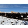 Image 8 : Antelope Butte Ranch - 744# March Delivery Steers - 82 Head (Lundbreck, AB) VBP+