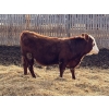 Image 12 : X Bar X Cattle Co. Ltd. - 1000# March Delivery Steers - 62 Head (Lomond, AB)
