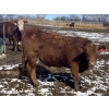 Image 6 : Hawk Ranching - 930# March Delivery Steers - 67 Head (Parkland, AB)