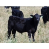 Image 4 : Kelly Meier - 650# November Delivery Steer Calves - 30 Head (Hays, AB)