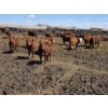 Image 2 : Cattlewood Farms Ltd. - 750# May Delivery Heifers - 100 Head (Swalwell, AB)