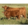 Image 4 : Terry & Dixie Viney, Garth Dorin - 700# October Delivery Steer Calves - 90 Head (Olds, AB)