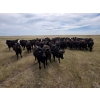 Image 4 : Wildcat Cattle Co. Ltd. - 800# July Delivery Grass Heifers - 50 Head (Redcliff, AB)