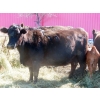 Image 15 : Leib Farm & Ranch Ltd. - 30 Black Angus/Black Angus X Pairs (Southey, SK)